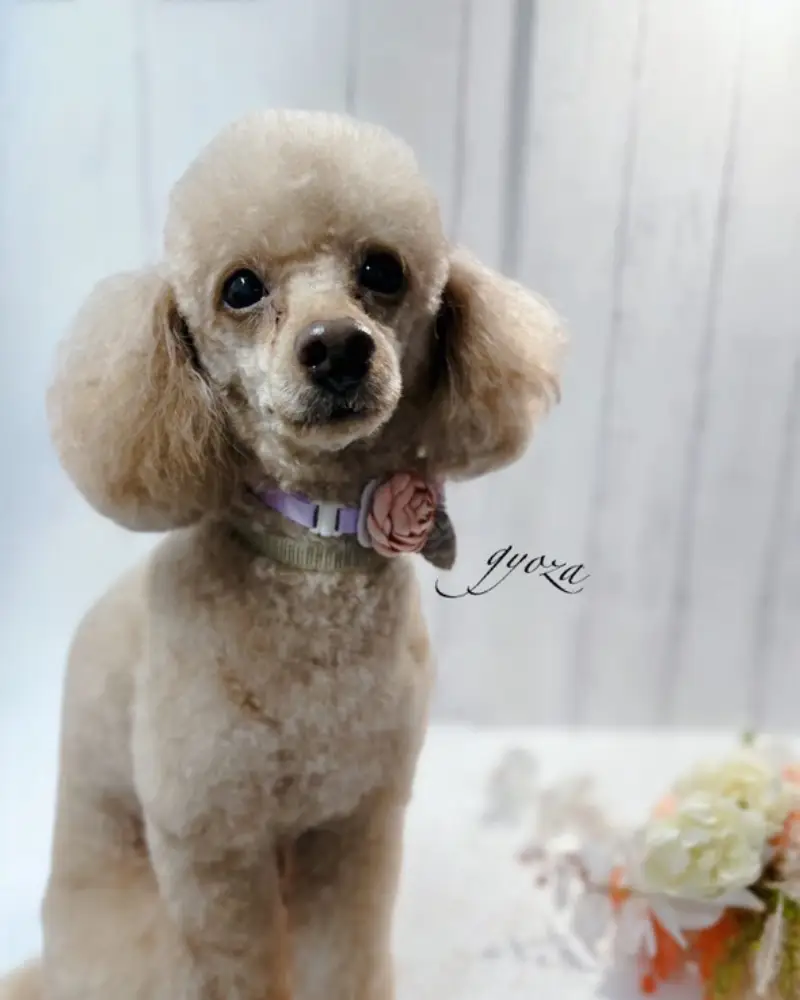 犬