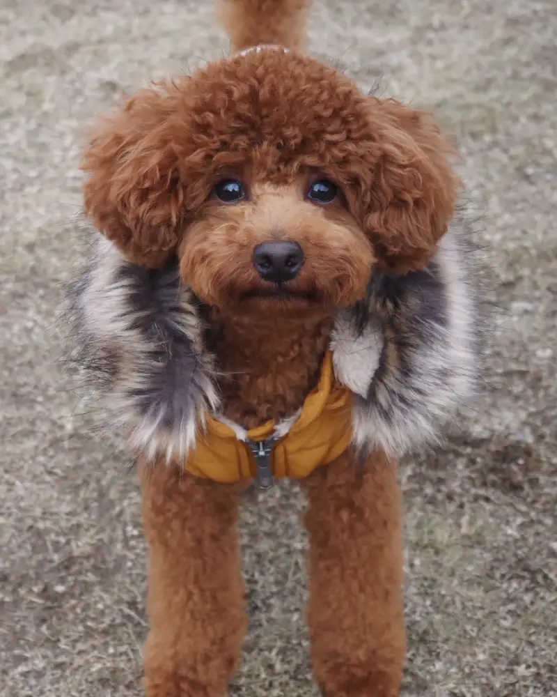 犬
