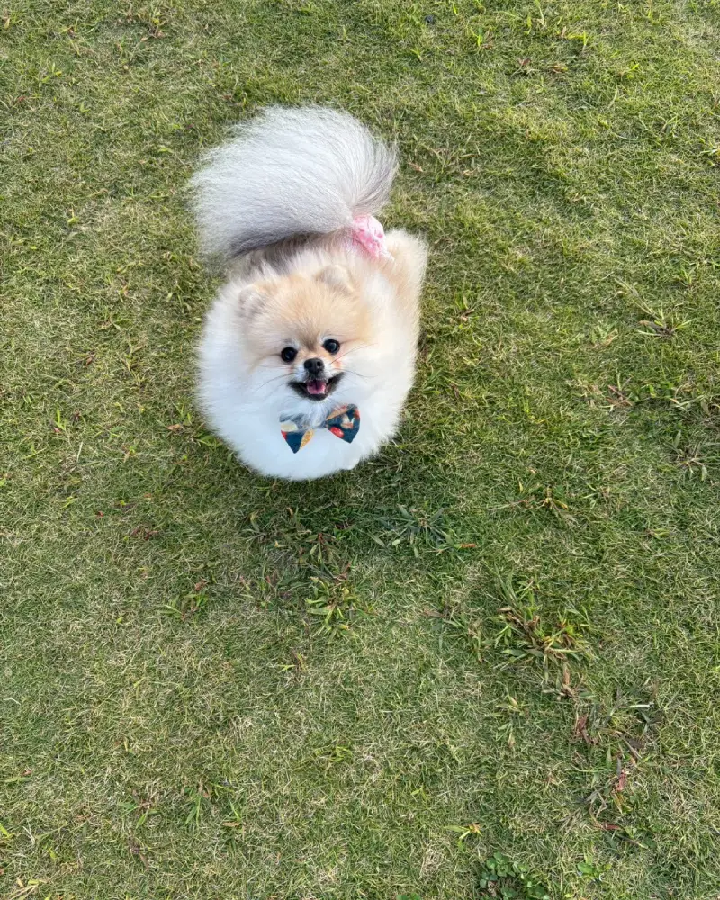 犬
